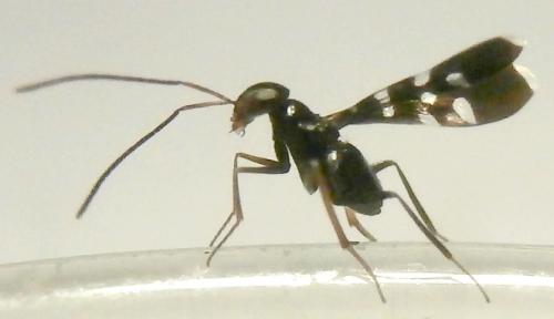 Callipteroma sexguttata